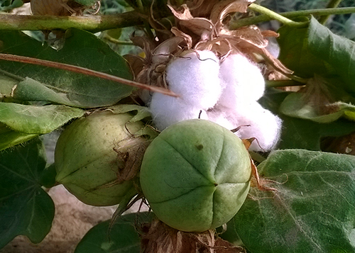 Pakistan Second Cotton Crop Survey 2016-17