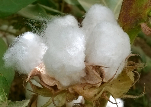 Pakistan Third Cotton Crop Survey 2016-17