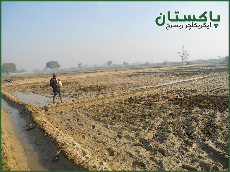 adding manure fertilizer adding manure fertilizer