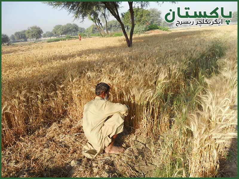 wheat crop harvesting wheat crop harvesting