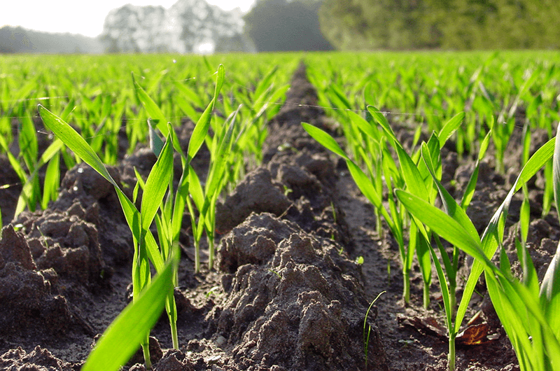 Plant production Plant production