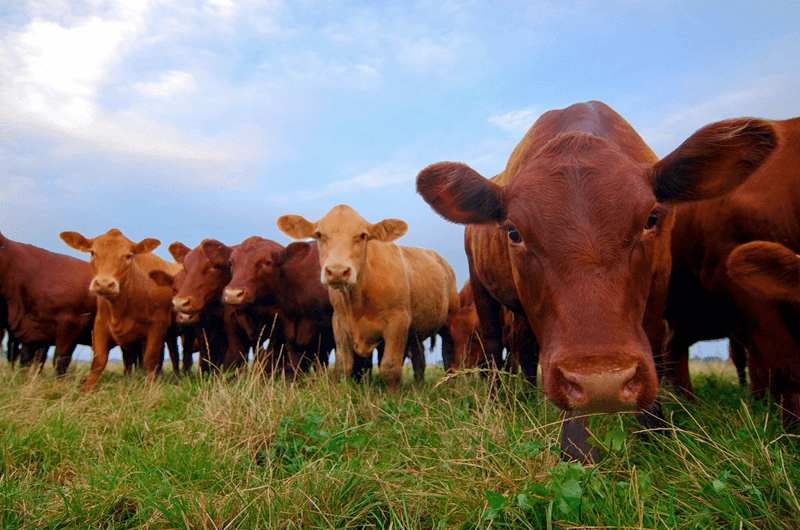 Livestock Livestock