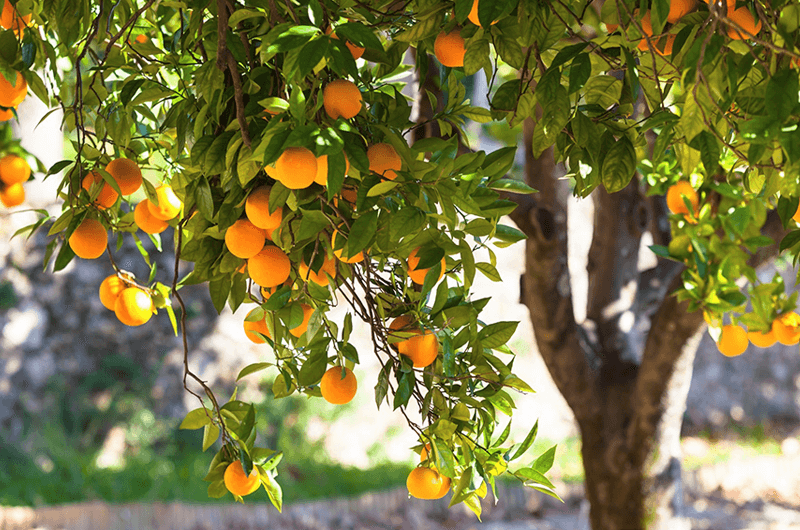 Fruit Trees Fruit Trees