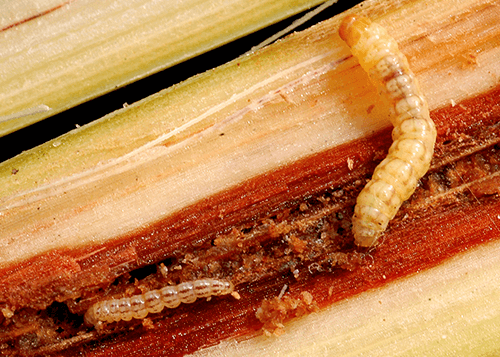 sugarcane insects early-shoot borer sugarcane insects early shoot borer