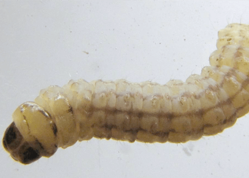 sugarcane insects internod borer sugarcane insects internod borer