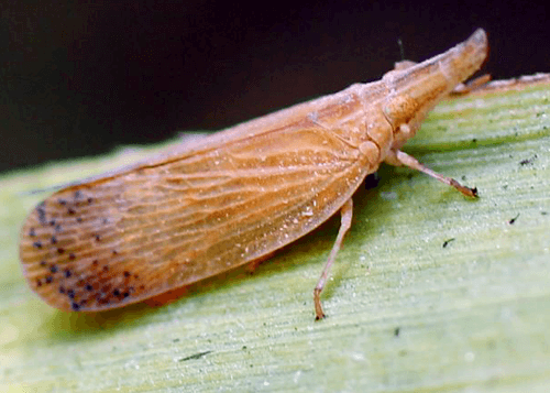 sugarcane insects pyrilla sugarcane insects pyrilla