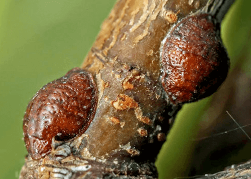 sugarcane insects scale sugarcane insects scale