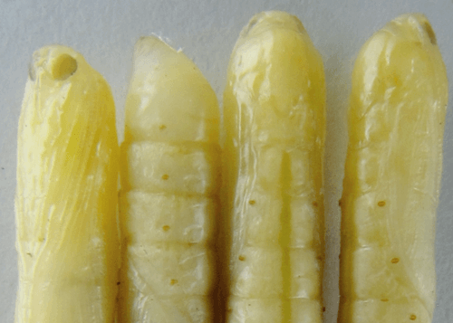 sugarcane insects top shoot borer sugarcane insects top shoot borer