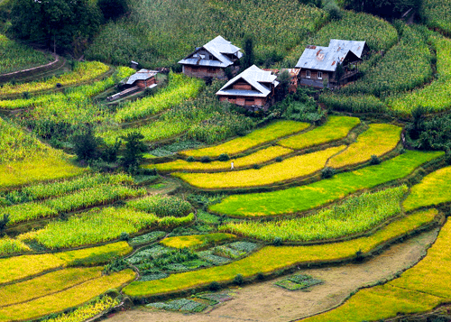 Terrace Farming Meaning In Urdu - swaggmagdallas